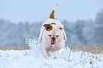 rennender American Bulldog