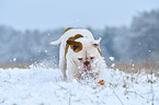 rennender American Bulldog