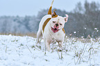 rennender American Bulldog