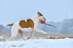 spielender American Bulldog