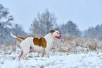 American Bulldog