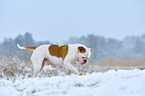 American Bulldog