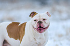 American Bulldog Portrait