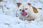 liegender American Bulldog