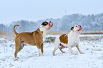 2 American Bulldogs