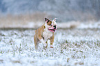 rennender American Bulldog