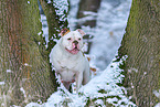 American Bulldog