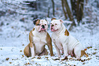 2 American Bulldogs