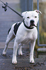 American Bulldog zieht an der Leine