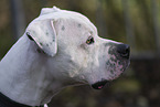 American Bulldog Portrait