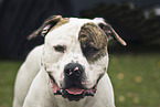 American Bulldog Portrait