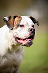 American Bulldog Portrait