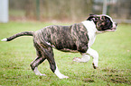 rennende Amerikanische Bulldogge