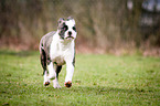 rennende Amerikanische Bulldogge