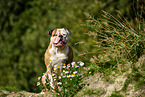 sitzender American Bulldog