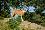 American Bulldog