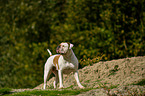 American Bulldog