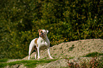 American Bulldog