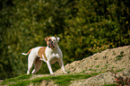 American Bulldog