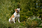 sitzender American Bulldog