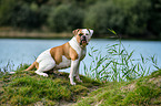 sitzender American Bulldog