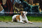 liegender American Bulldog