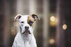 American Bulldog