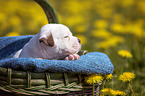 Amerikanischer Bulldogge Welpe im Krbchen