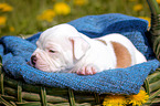 Amerikanischer Bulldogge Welpe im Krbchen