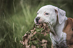 Amerikanischer Bulldogge Welpe Portrait