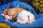 Amerikanischer Bulldogge Welpe im Krbchen