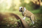 American Bulldog Welpe