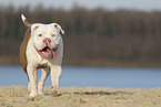 rennende Amerikanische Bulldogge