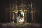 American Bulldog im Wald