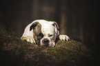 American Bulldog im Wald