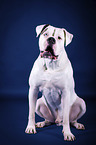 sitzende Amerikanische Bulldogge