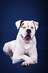 liegende Amerikanische Bulldogge