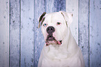 Amerikanische Bulldogge Portrait