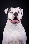 Amerikanische Bulldogge Portrait