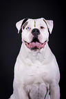Amerikanische Bulldogge Portrait