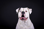 Amerikanische Bulldogge Portrait