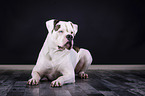 liegende Amerikanische Bulldogge