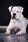 liegende Amerikanische Bulldogge