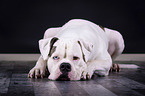 liegende Amerikanische Bulldogge