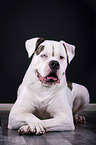 liegende Amerikanische Bulldogge