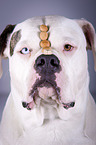 Amerikanische Bulldogge Portrait