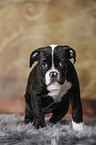 Amerikanische Bulldogge