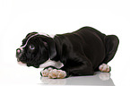 liegende Amerikanische Bulldogge