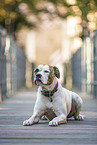 liegender American Bulldog