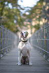 sitzender American Bulldog
